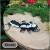 Skunks 3.jpg